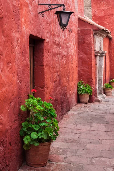 Pelargoner på innergården — Stockfoto