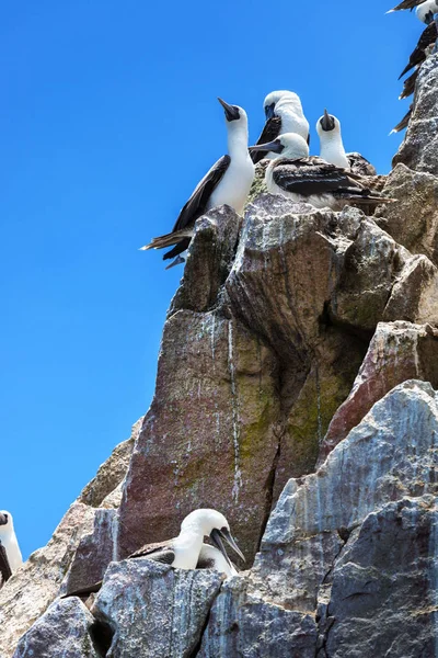 在岩石的 Ballestas 岛上的塘鹅 — 图库照片