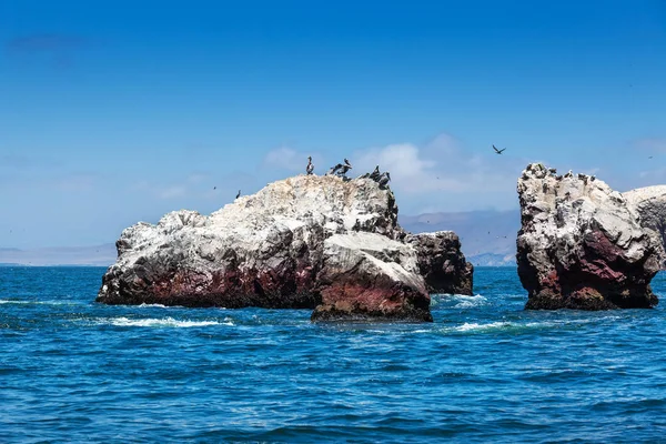 Oceano, ilha e pelicanos — Fotografia de Stock