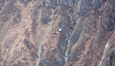 yüksek dağlar üzerinde yükselen akbaba