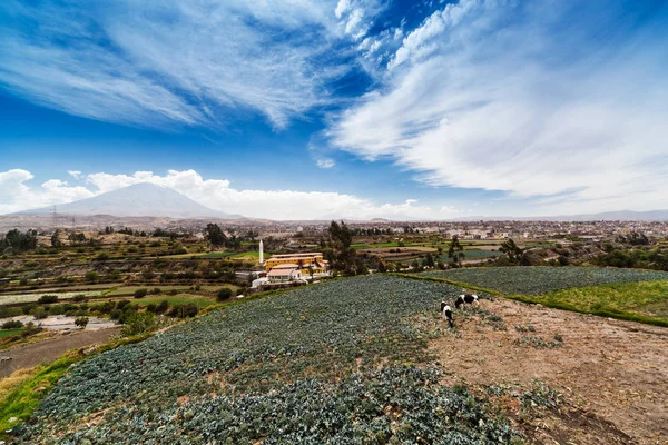 Vulcão, vacas e cidade velha — Fotografia de Stock