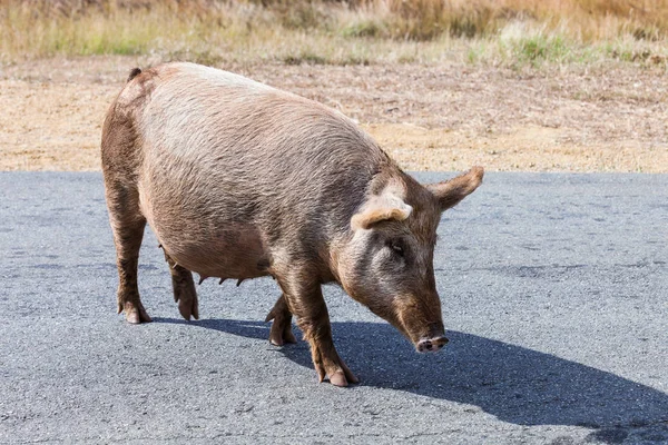 Groot varken lopen op weg — Stockfoto