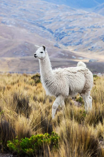 Lama auf einer Weide — Stockfoto