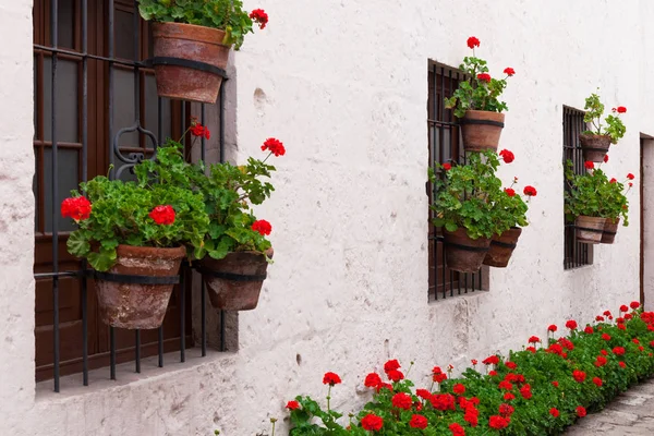 Geraniums in courtyard — Stock Photo, Image