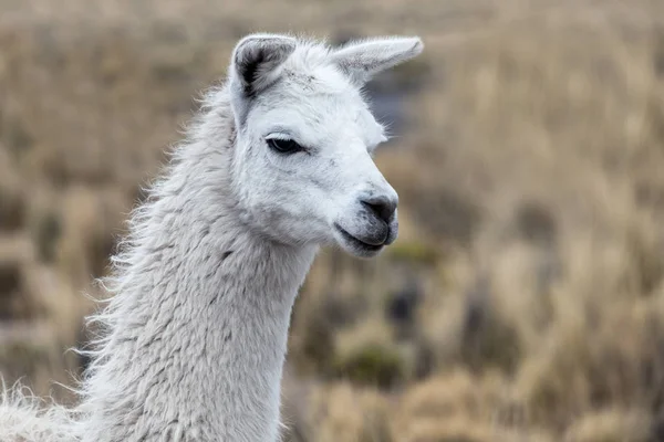 Portret van witte lama — Stockfoto