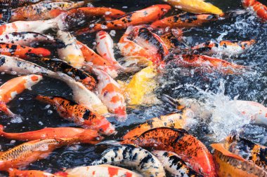 birçok sazan Üstten Görünüm