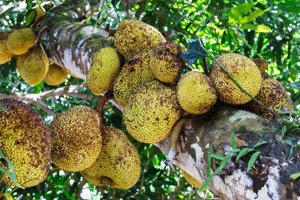 Jackfruit drzewa i ich liści — Zdjęcie stockowe