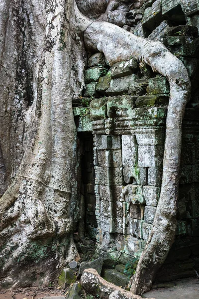 Templo con árbol gigante del banyan — Foto de Stock