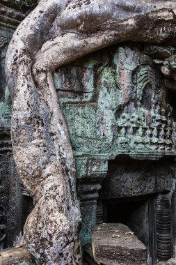Ta Prohm Tapınağı ile Hint inciri ağacı