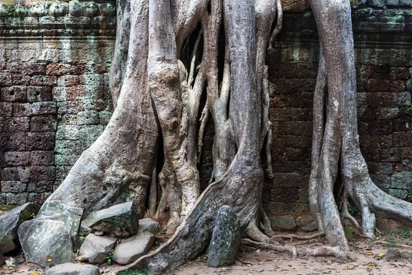 Las ruinas del templo de Ta Prohm — Foto de Stock