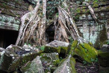 Ta Prohm Tapınağı kalıntıları