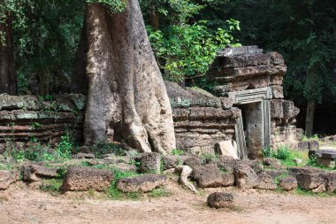 Ta Prohm tapınak kalıntıları ile ağaç