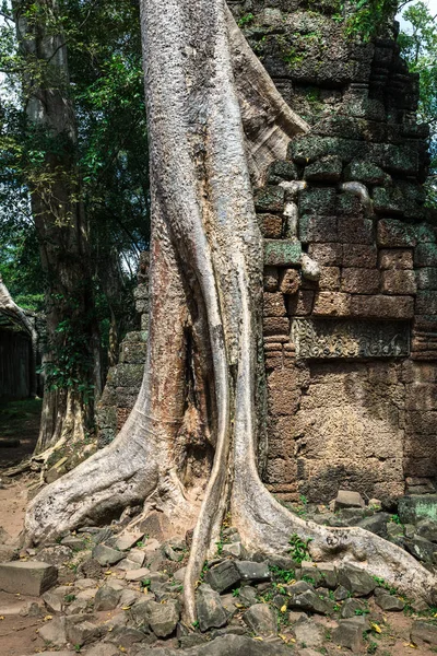 Ruins of temple Ta Prohm with banyan tree — Stock Photo, Image