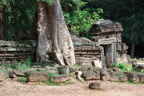 Ruinas del templo de Ta Prohm con árbol — Foto de Stock