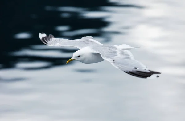 Gaivota voando sobre o mar — Fotografia de Stock