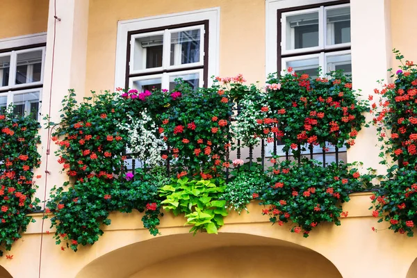 Schöne Blumen, die im Fenstergarten wachsen — Stockfoto