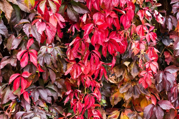 Hojas rojas de uvas jóvenes rastreras en otoño, otoño — Foto de Stock