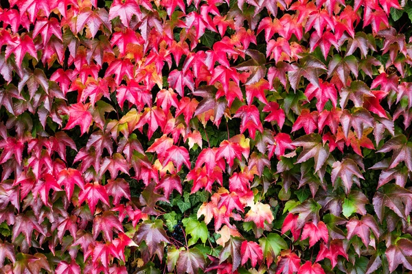 Fondo de otoño rojo y verde con hiedra — Foto de Stock