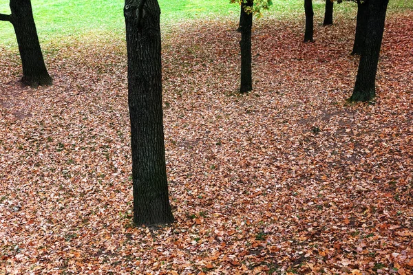 Folhas de árvores no parque — Fotografia de Stock