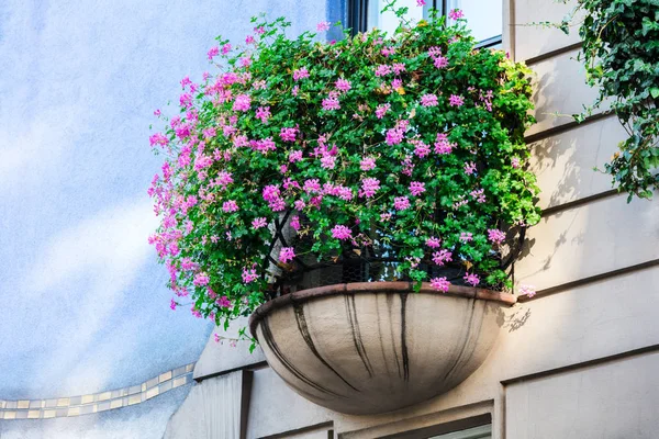 Pink flowers on wall outdoors — Stock Photo, Image