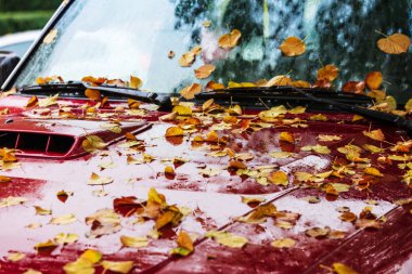Sonbahar yaprakları ile kaplı araç