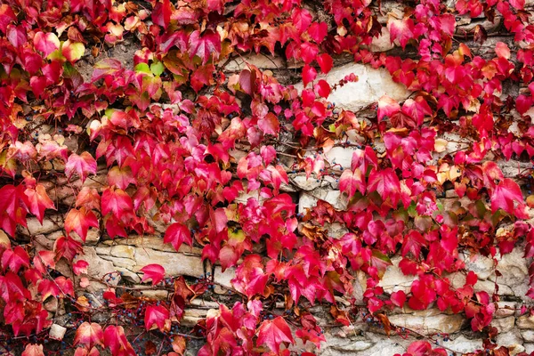 Red autumn background with ivy — Stock Photo, Image