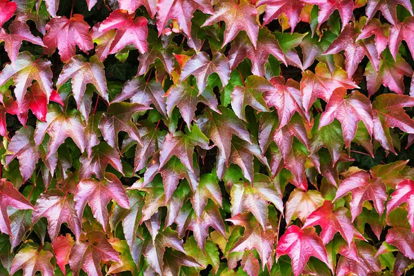 Fondo Otoño Rojo Brillante Verde Con Hiedra — Foto de Stock