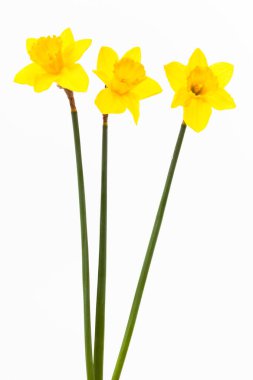 Beyaz arkaplanda sarı narsisli