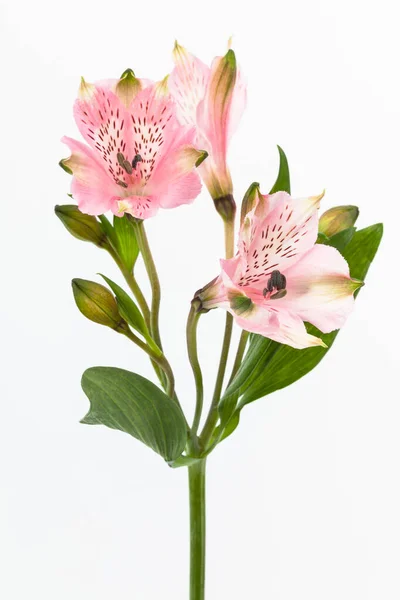 Hermosa Alstroemeria Rosa Sobre Fondo Blanco — Foto de Stock