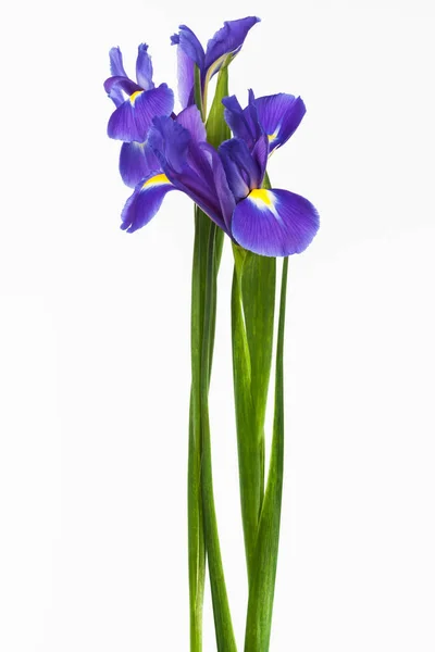 Zwei Iris Auf Weißem Hintergrund — Stockfoto