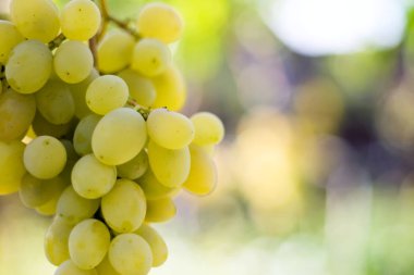 bir çiftlikte Yeşil üzüm demet