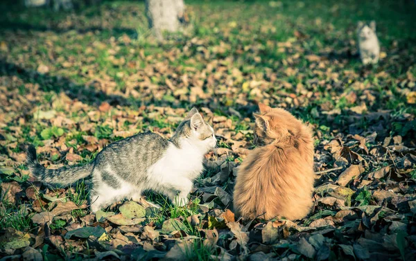 Dois gatos domésticos entre a grama e folhas — Fotografia de Stock