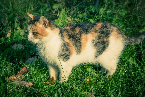 Colorido gato doméstico entre la hierba y las hojas — Foto de Stock
