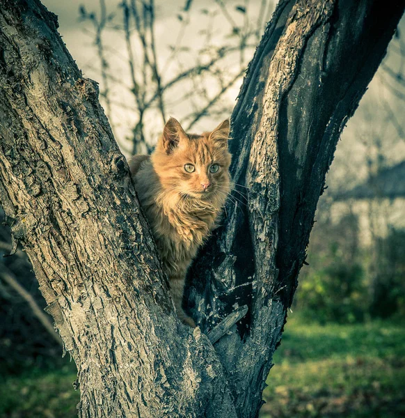 Červené domácí kocour na stromě — Stock fotografie
