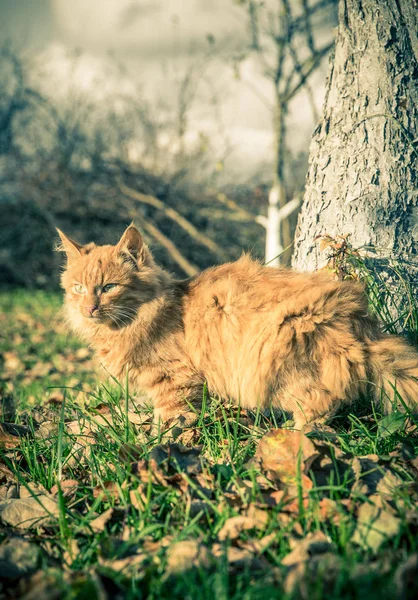 Red gatto domestico tra l'erba e le foglie — Foto Stock