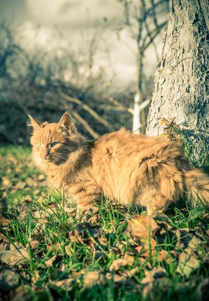 Červené domácí kocour mezi trávy a listí — Stock fotografie