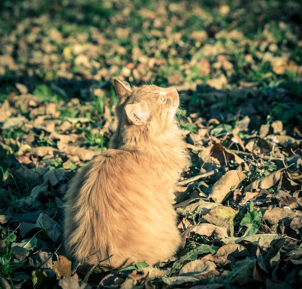 Červené domácí kocour mezi trávy a listí — Stock fotografie