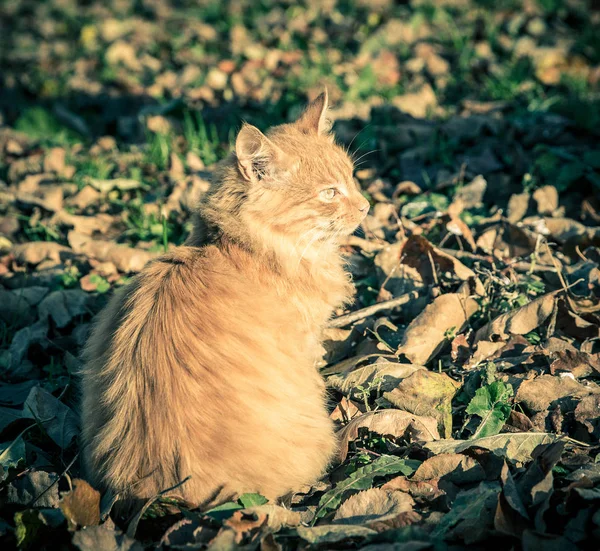 Tomcat doméstico rojo entre la hierba y las hojas — Foto de Stock