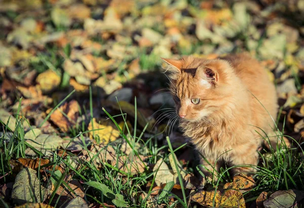 Tomcat doméstico rojo entre la hierba y las hojas — Foto de Stock