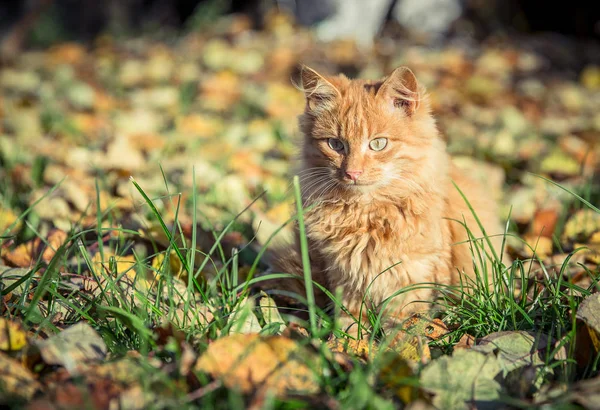 잔디와 잎 가운데 빨간 국내 tomcat — 스톡 사진