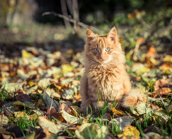 Red domestic tomcat among the grass and leaves — Stock Photo, Image