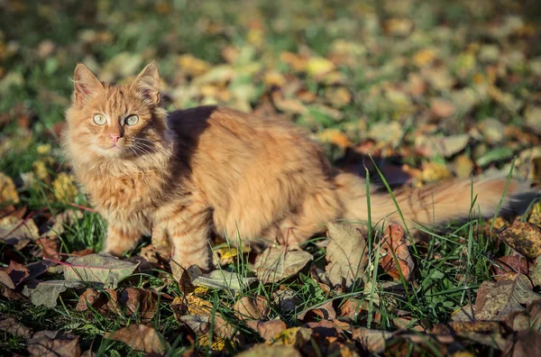 Tomcat doméstico rojo entre la hierba y las hojas — Foto de Stock