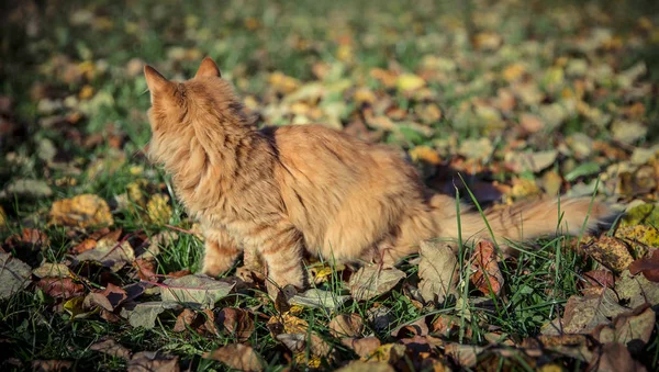 잔디와 잎 가운데 빨간 국내 tomcat — 스톡 사진
