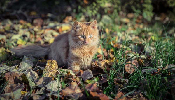 Czerwony domowych tomcat wśród traw i liści — Zdjęcie stockowe