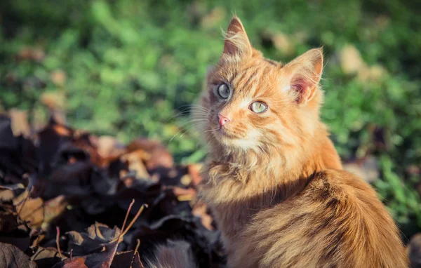 Red gatto domestico tra l'erba e le foglie — Foto Stock