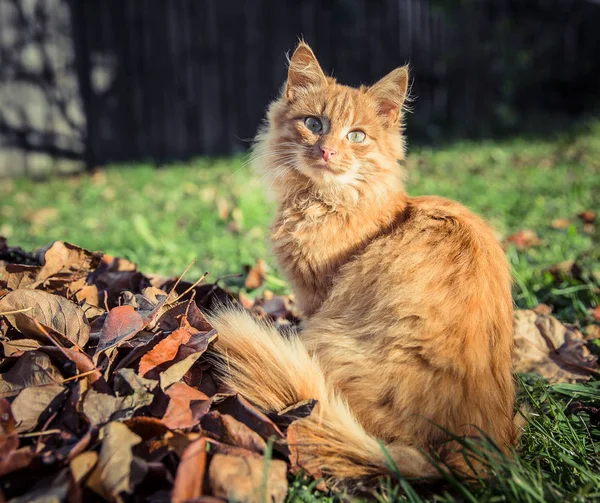 Red gatto domestico tra l'erba e le foglie — Foto Stock