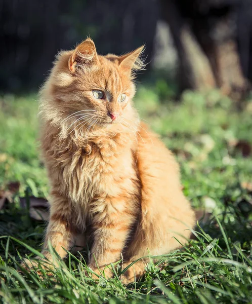 Red domestic tomcat among the grass and leaves — Stock Photo, Image