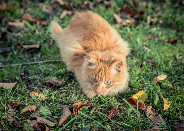 Red gatto domestico tra l'erba e le foglie — Foto Stock