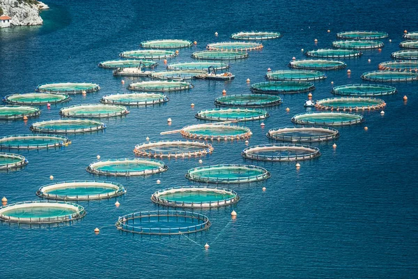 Denizde balık çiftliği