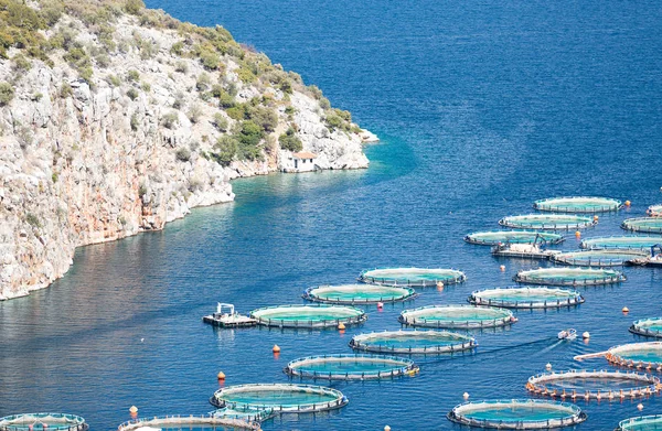 Denizde balık çiftliği